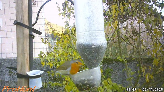 Rougegorge familier  - Frere Baptiste
