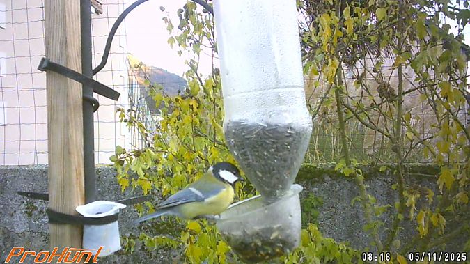 Mésange charbonnière  - Frere Baptiste