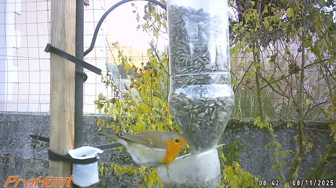 Rougegorge familier  - Frere Baptiste