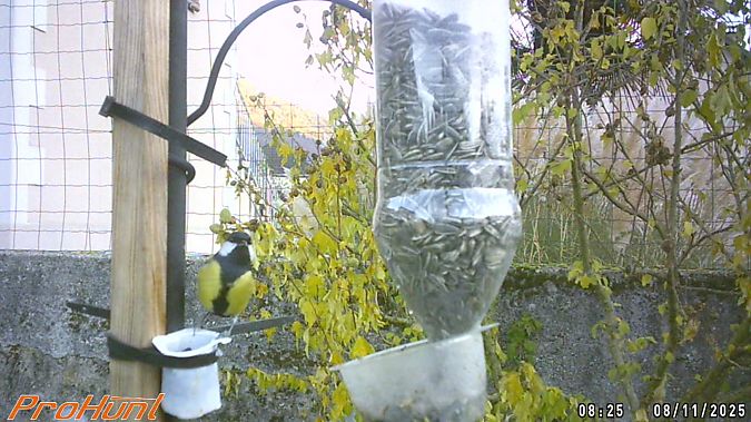 Mésange charbonnière  - Frere Baptiste