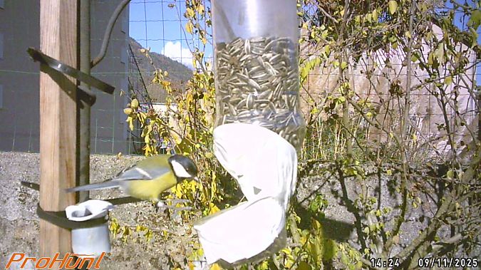 Mésange charbonnière  - Frere Baptiste