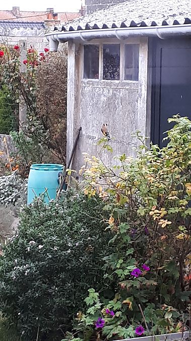 Chardonneret élégant 