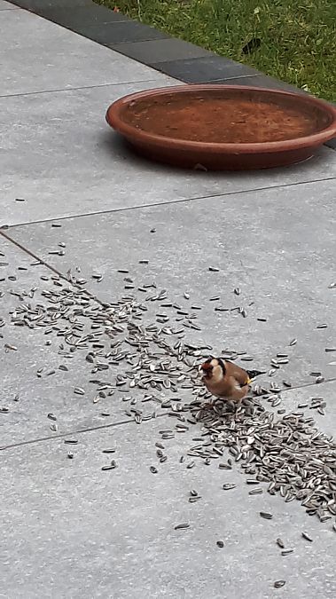 Chardonneret élégant 