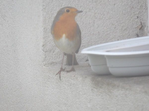Rougegorge familier  - Xavier Terrassier