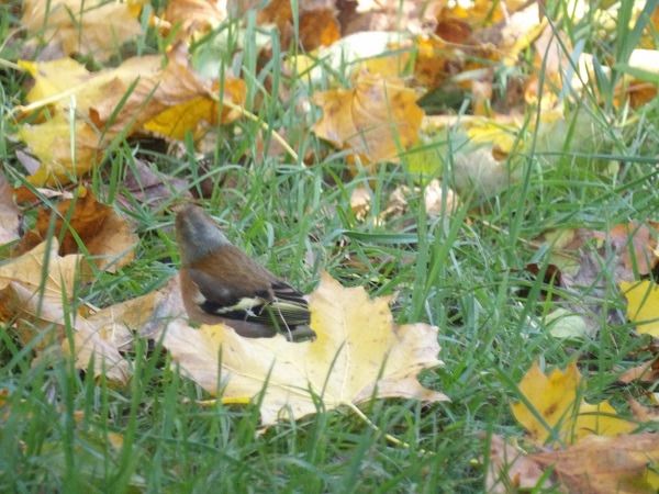Pinson des arbres  - Xavier Terrassier