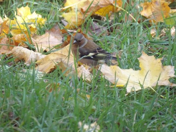 Pinson des arbres  - Xavier Terrassier