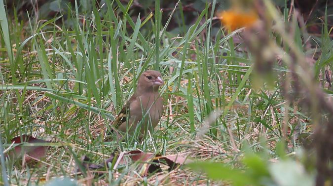 Pinson des arbres  - Christophe Sabatier