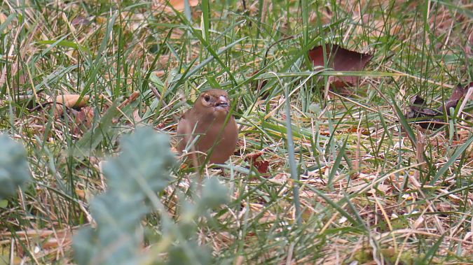 Pinson des arbres  - Christophe Sabatier