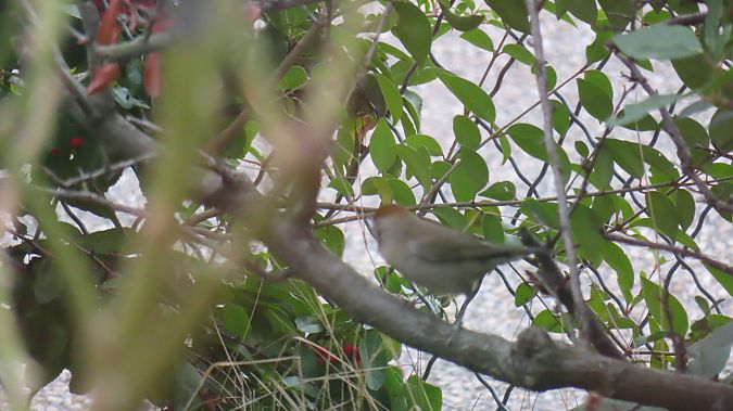 Fauvette à tête noire  - Christophe Sabatier