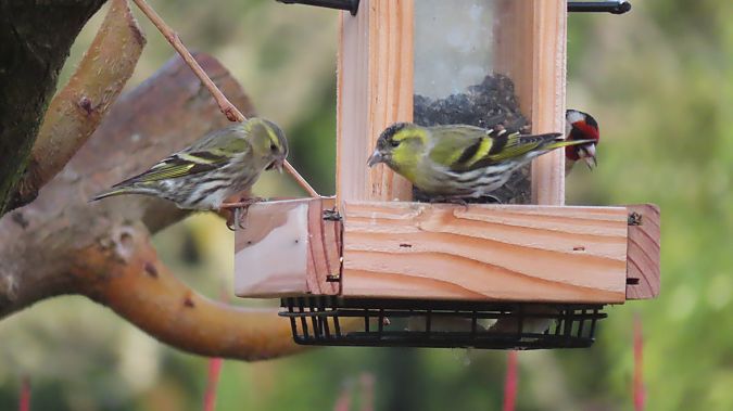 Tarin des aulnes  - Christophe Sabatier