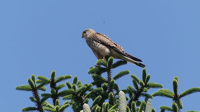 Faucon crécerelle  - Christophe Sabatier