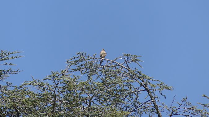 Faucon crécerelle  - Christophe Sabatier