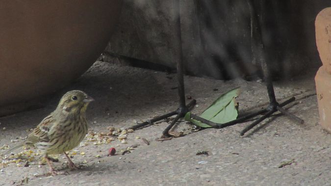 Bruant zizi  - Christophe Sabatier
