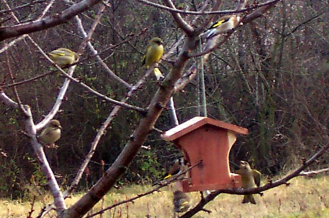Verdier d'Europe  - Christophe Sabatier