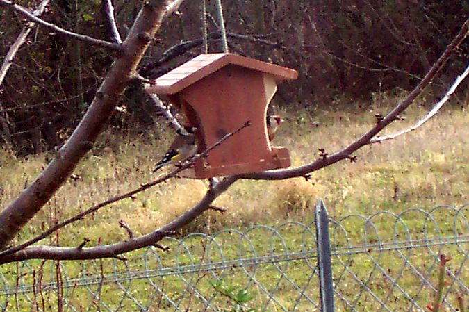 Chardonneret élégant  - Christophe Sabatier