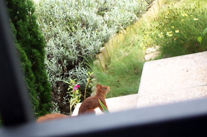 Ecureuil roux  - Christophe Sabatier