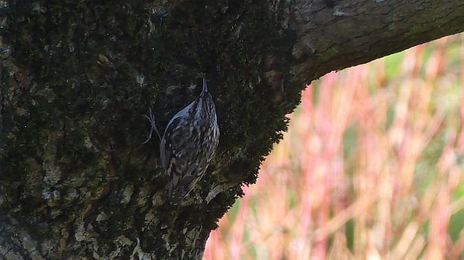 Grimpereau des jardins  - Christophe Sabatier