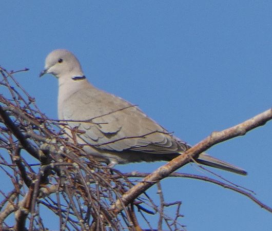 Tourterelle turque  - Magali Hivert