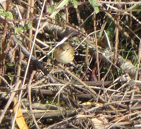 Pouillot véloce  - Magali Hivert