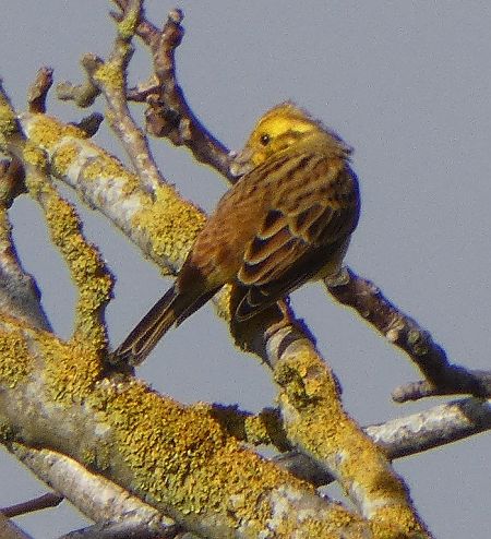 Bruant jaune  - Magali Hivert