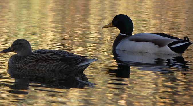 Canard colvert  - Magali Hivert