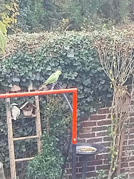 Perruche à collier  - Priscillia Aufroy