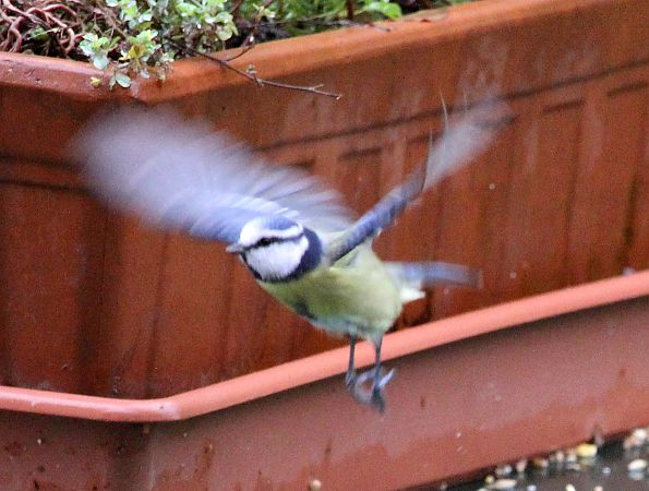 Mésange bleue  - Jacques Quinet