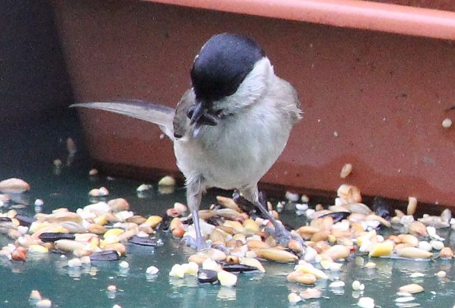 Mésange nonnette  - Jacques Quinet