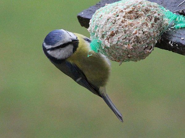 Mésange bleue  - Jacques Quinet