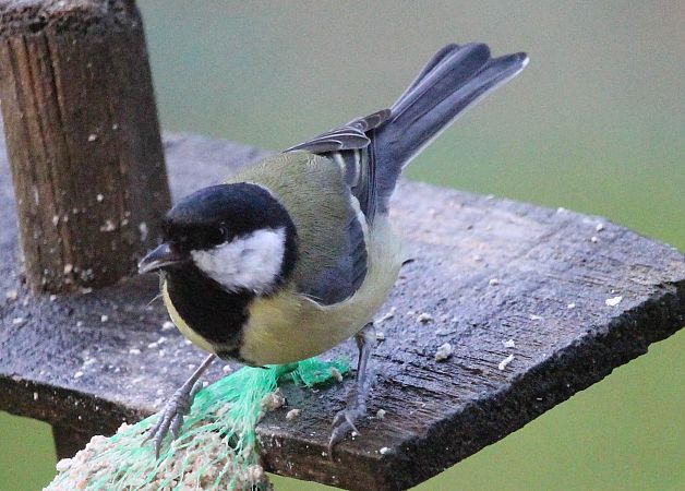 Mésange charbonnière  - Jacques Quinet