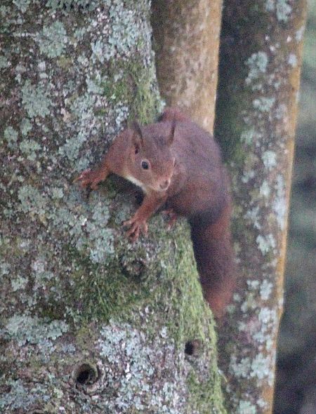 Ecureuil roux  - Jacques Quinet