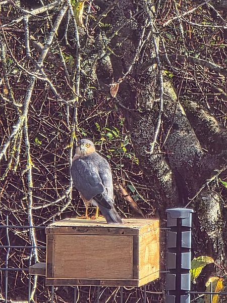 Épervier d'Europe  - Didier Marotel