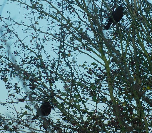 Merle noir  - Veronique Lobjoie