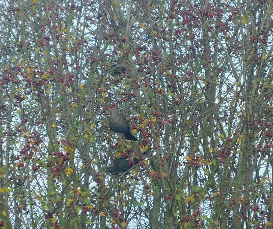 Merle noir  - Veronique Lobjoie