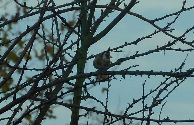 Chardonneret élégant  - Veronique Lobjoie