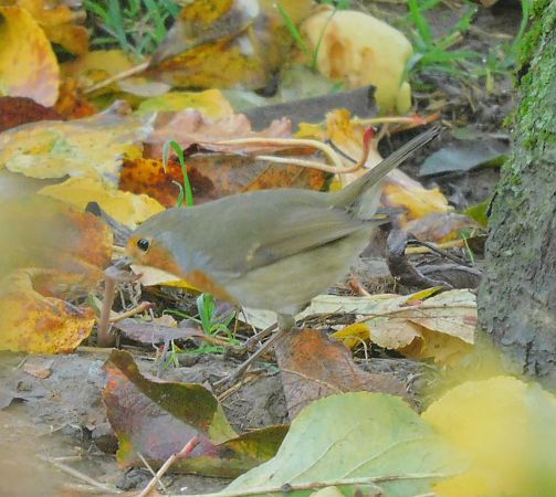 Rougegorge familier  - Veronique Lobjoie