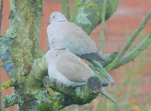 Tourterelle turque  - Veronique Lobjoie