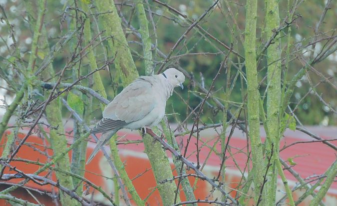 Tourterelle turque  - Veronique Lobjoie