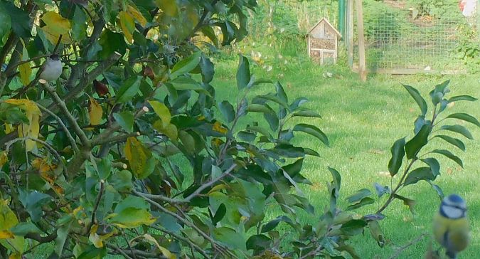 Fauvette à tête noire  - Veronique Lobjoie