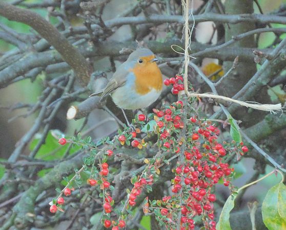 Rougegorge familier  - Veronique Lobjoie