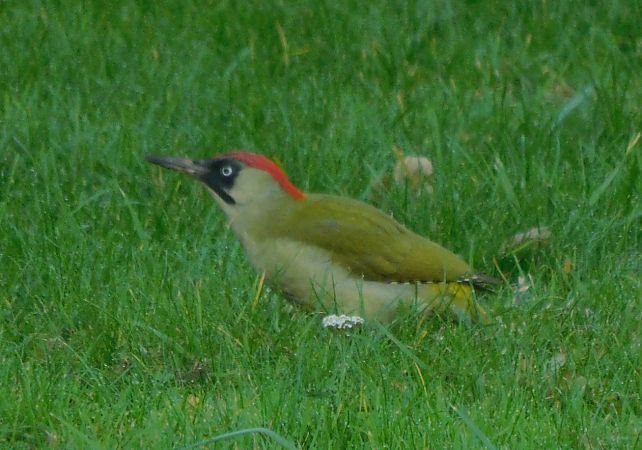 Pic vert  - Veronique Lobjoie