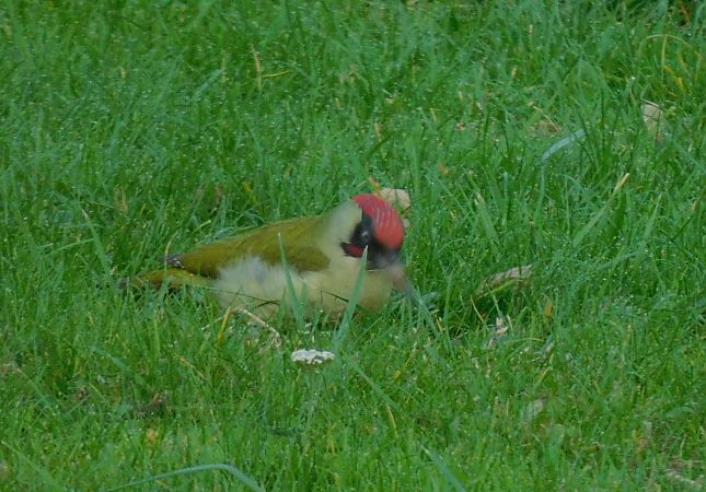 Pic vert  - Veronique Lobjoie