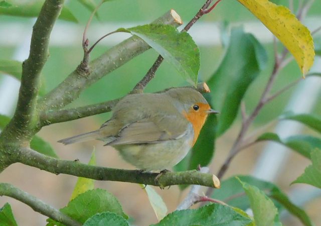 Rougegorge familier  - Veronique Lobjoie