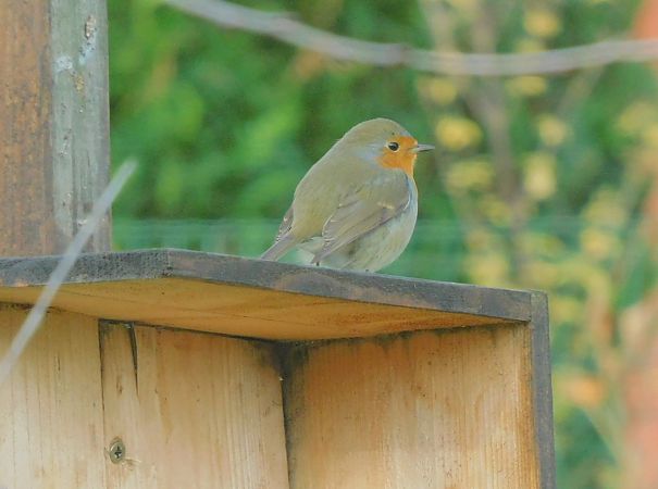 Rougegorge familier  - Veronique Lobjoie