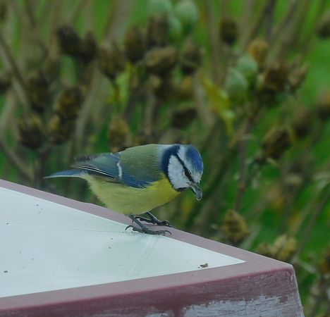 Mésange bleue  - Veronique Lobjoie