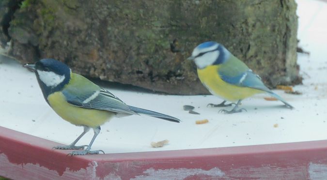 Mésange charbonnière  - Veronique Lobjoie
