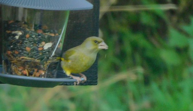 Verdier d'Europe  - Veronique Lobjoie