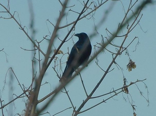 Corneille noire  - Veronique Lobjoie