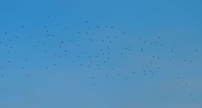 Pigeon ramier  - Veronique Lobjoie