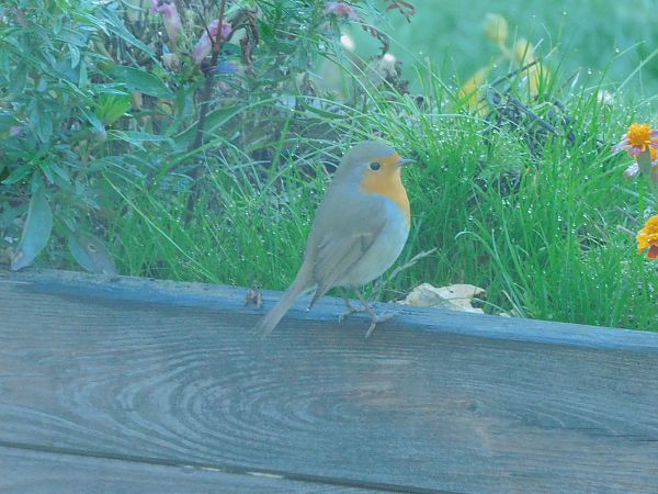 Rougegorge familier  - Veronique Lobjoie